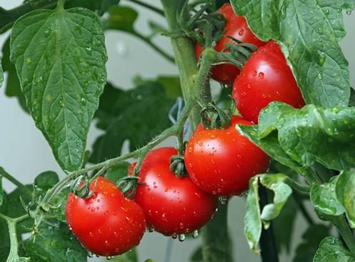 Pomodori